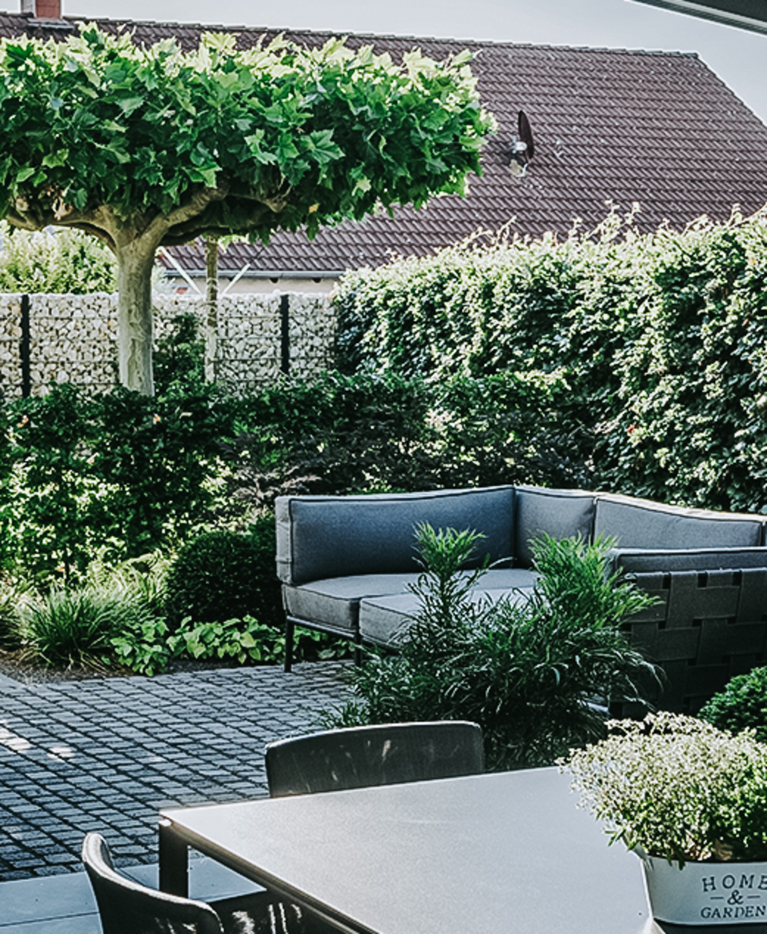 Ein Loungebereich im Privatgarten in Bornheim mit einem grauen Outdoorsofa und Gehölzen sowie einer Sichtschutzhecke.