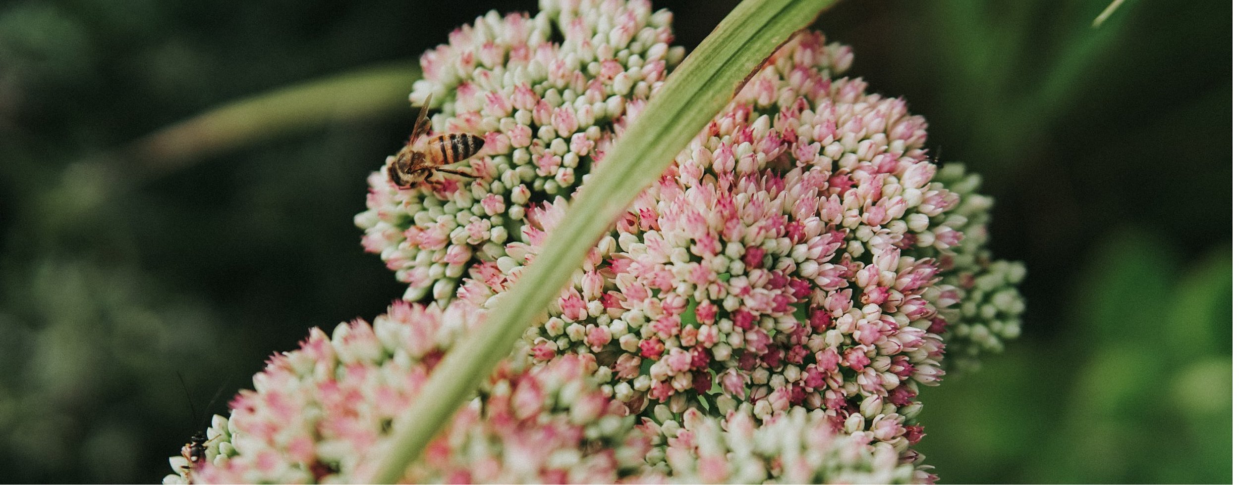 Blume mit Biene. 