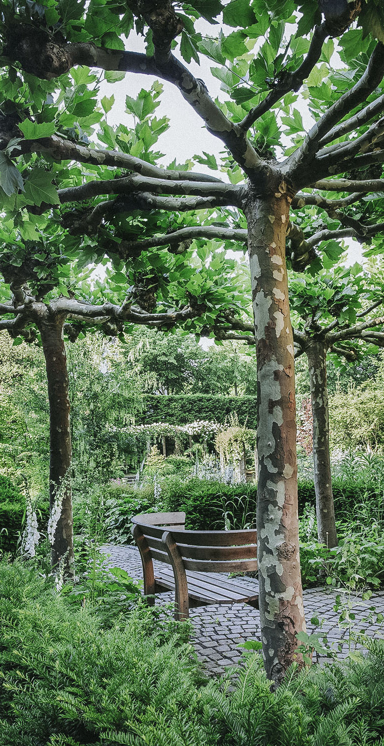 Zwischen besonderen Gehölzen steht eine Gartenbank aus Holz auf Pflastersteinen mit Blick in den Parkgarten