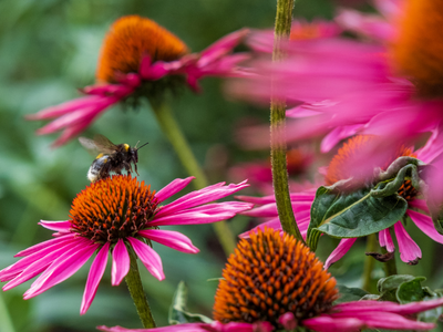 klimafreundliche Blumen mit Biene