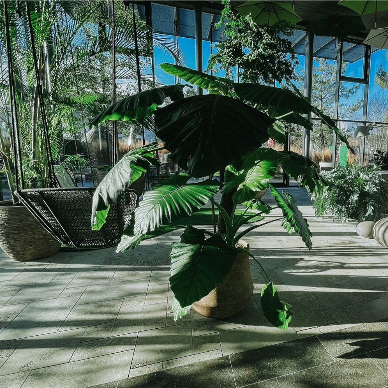 Garten-Showroom bei FOorster mit großen Pflanzgefäßen, tropischen Pflanzen und Hängesessel