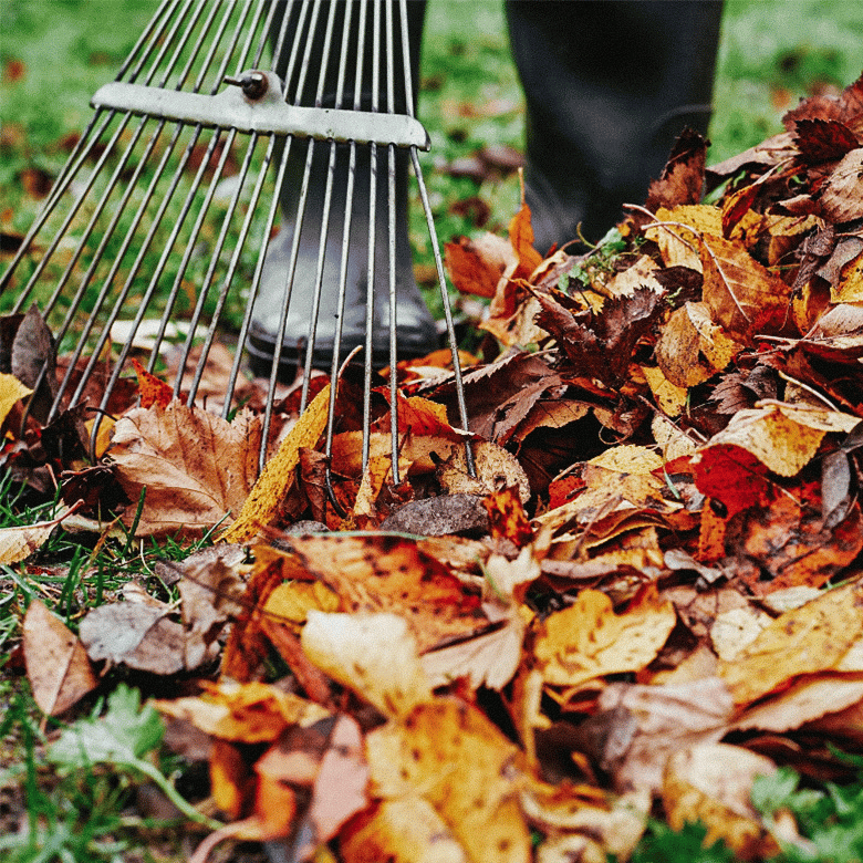 Mit einem Rechen wir das Herbstlaub vom Rasen entfernt