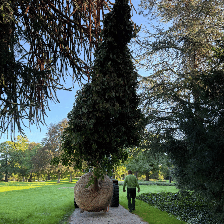 Transport der Winterlinde für Angela Merkel auf Kanzlerwiese in Bonn durch Forster Garten