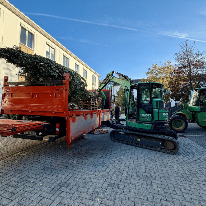 Anlieferung Kanzlerinnenbaum für Angela Merkel am Palais Schaumburg in Bonn