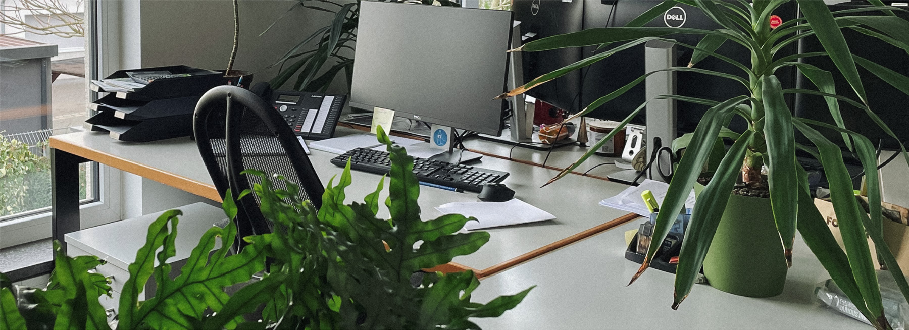 Ein Arbeitsplatz im Büro mit grünen Pflanzen bei Forster Garten- und Landschaftsbau