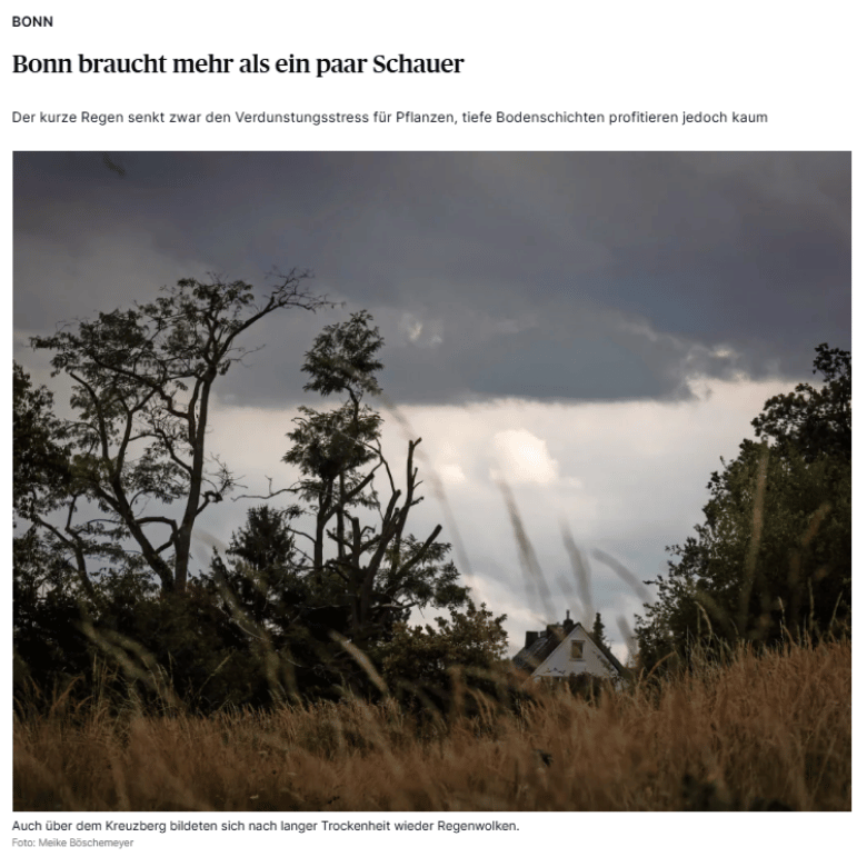Grünfläche mit Pflanzen, die unter der Trockenheit des Dürresommers 2026 leiden