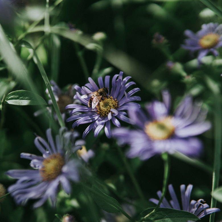Biene auf einer lila Blüte. 