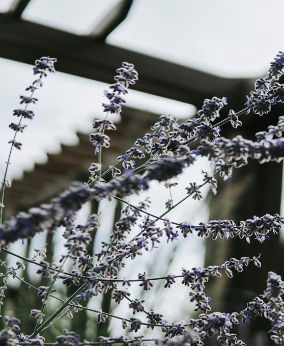 Closeup eines Lavendels mit Garteneinfriedung aus Holz im Hintergrund. 