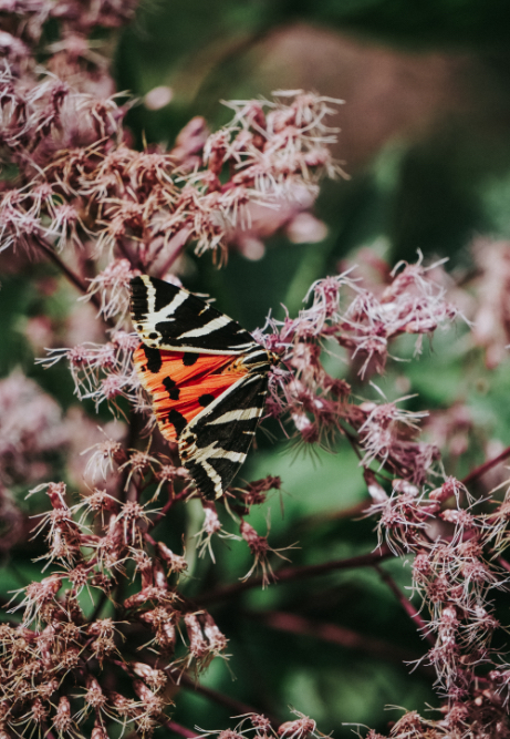 Schmetterling auf einer Pflanze. 