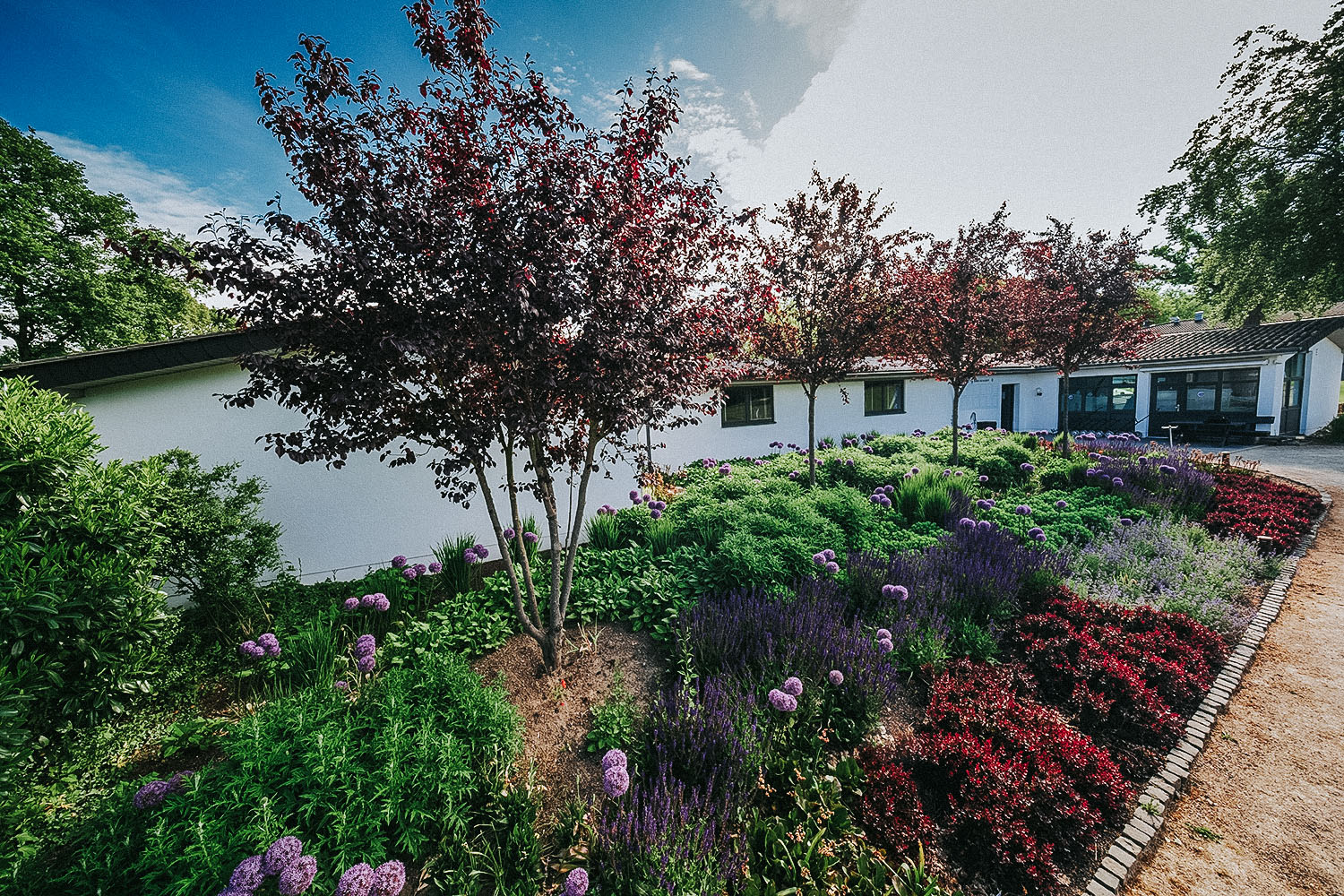 Golfclub Außenanlage in Bonn mit Blumenbeet aus lila Stauden und Gehölzen 