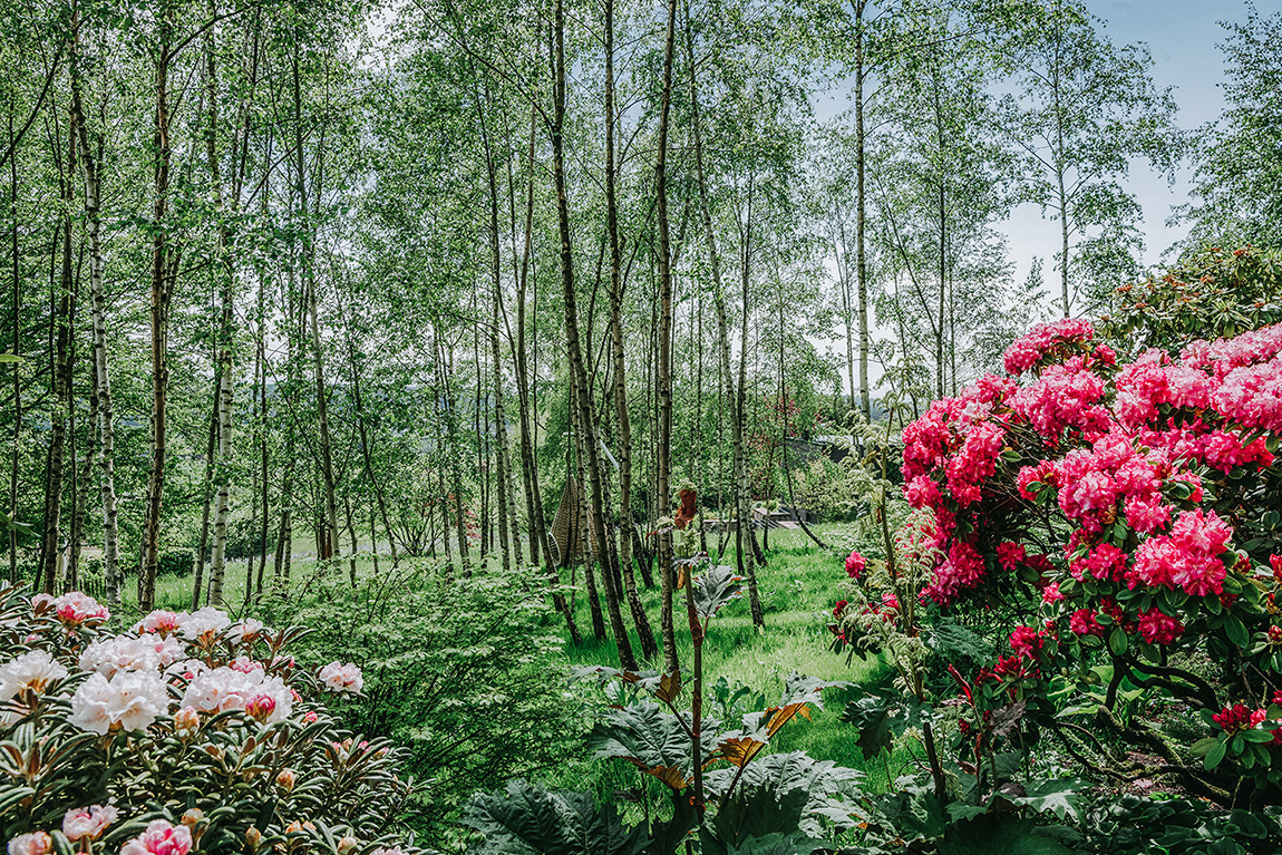Privatgarten mit Birkenwald und einem Korbsessel