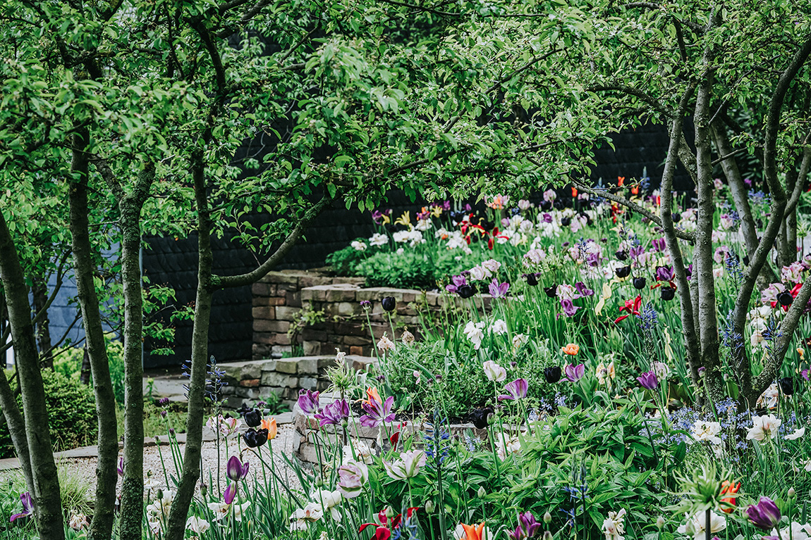 Eine Wiese mit bunten und schwarzen Blumenzwiebeln, Gehölzen und Trockenmauer in einem Privatgarten 
